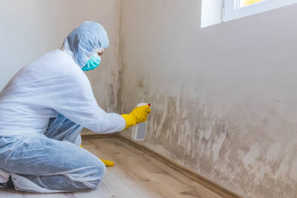 Licensed Mold Inspection service in Union City, NJ - WQB Mold Removal